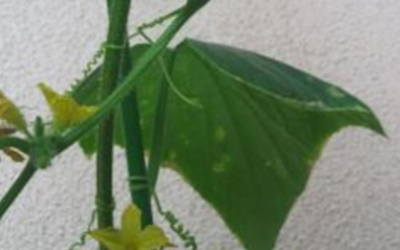 What My Background Plant Taught Me