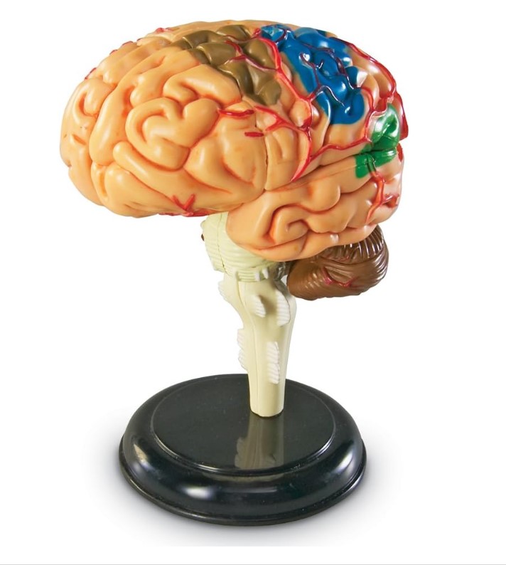 Learning Resources Brain Model 3.75 inches